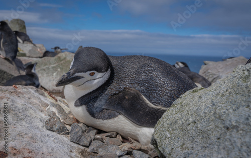 Antarctic penguin looking at the camera