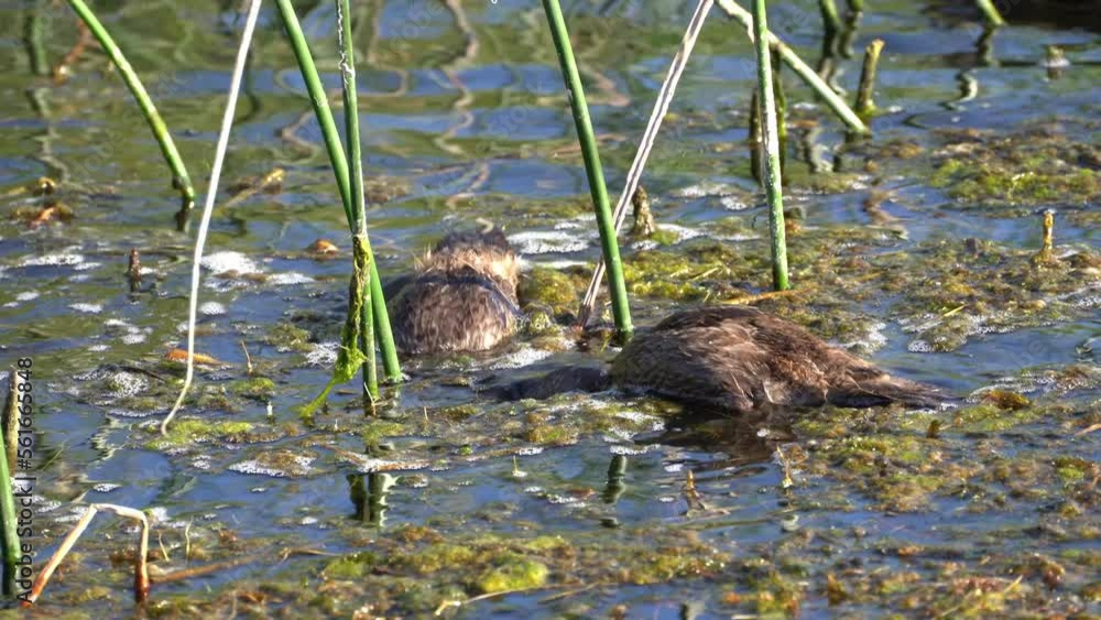 Common Pacific Duck Family Feeding Common Pacific Duck Family Feeding
