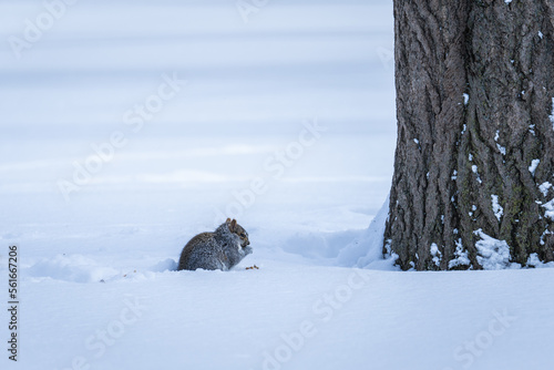 squirrel in the snow © Damien Gustin