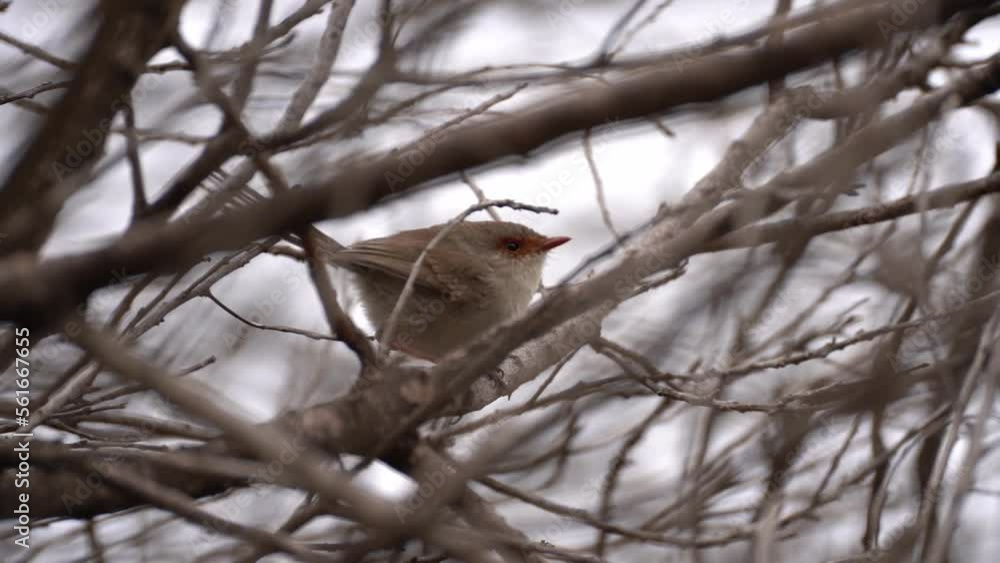 Superb Fairywren in scrub Superb Fairywren in scrub