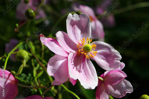 Beautiful pink flower in focus compared to background. Nice desktop background   wallpaper.