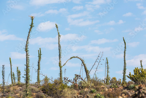 Cactus in Mexico