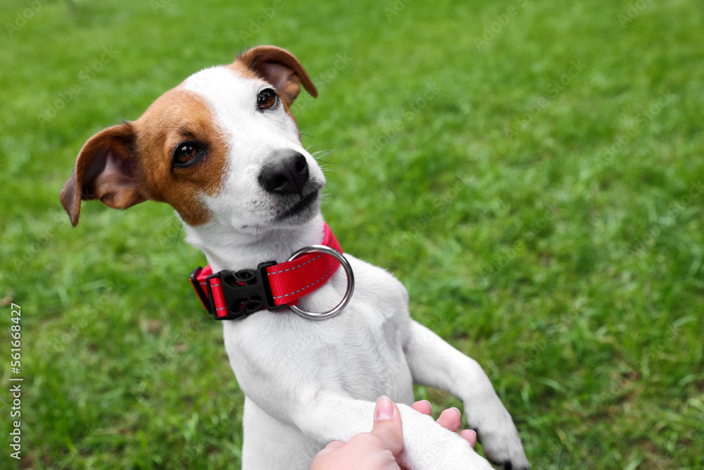 Woman and beautiful Jack Russell Terrier in red dog collar outdoors, closeup. Space for text