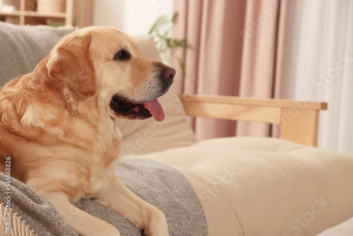 Cute Golden Labrador Retriever on couch in living room © New Africa