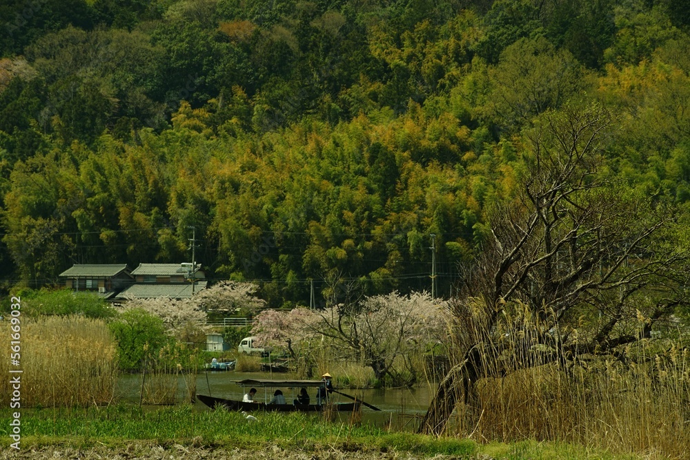 桜咲く滋賀・近江八幡の水郷めぐりをする手こぎ船