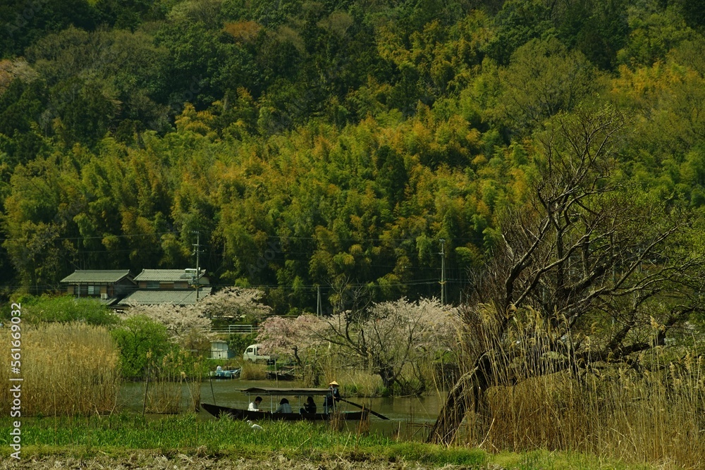 桜咲く滋賀・近江八幡の水郷めぐりをする手こぎ船 桜咲く滋賀・近江八幡の水郷めぐりをする手こぎ船