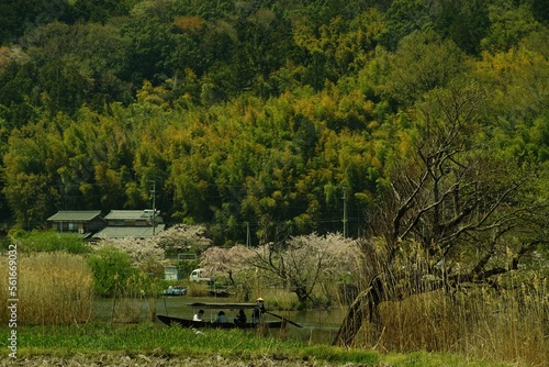 桜咲く滋賀・近江八幡の水郷めぐりをする手こぎ船 © i_moppet