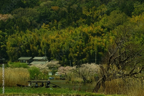 桜咲く滋賀・近江八幡の水郷めぐりをする手こぎ船 photo