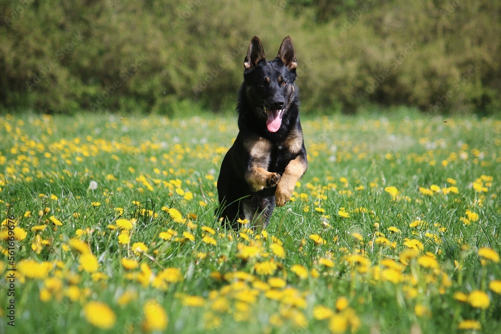 beautiful black german shepherd is running in a field of yellow dandelions