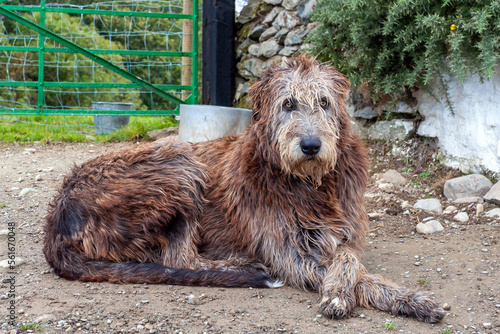 Wallpaper Mural Irish Wolfhound dog sitting down outside  Torontodigital.ca