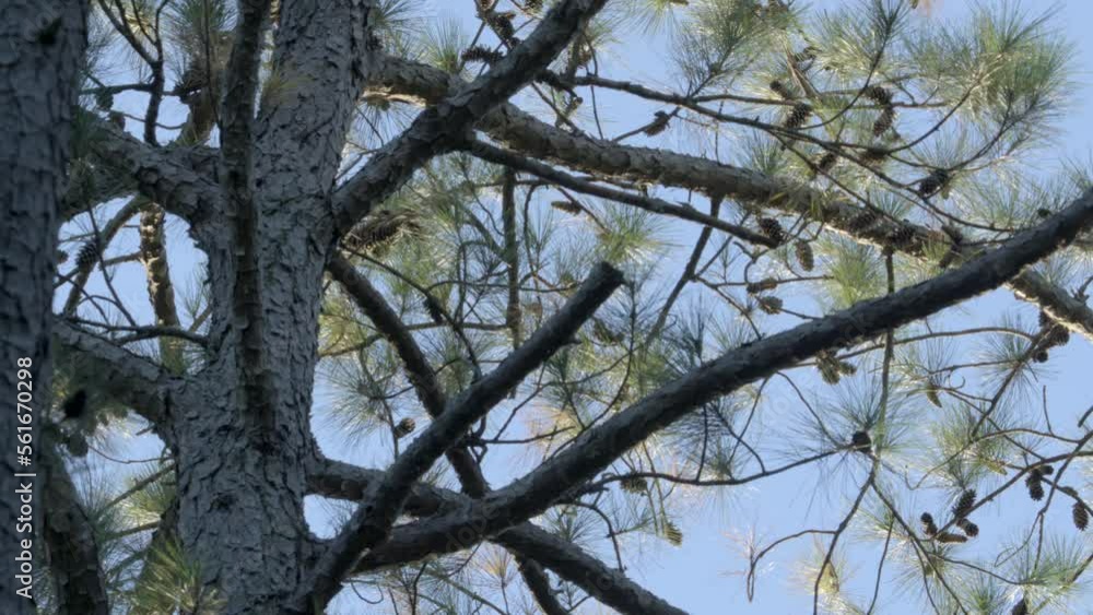 Loblolly long leaf pine a coniferous evergreen tree of mature seed bearing age ripe with cones at its upper canopy Loblolly long leaf pine a coniferous evergreen tree of mature seed bearing age ripe with cones at its upper canopy