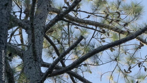 Loblolly long leaf pine a coniferous evergreen tree of mature seed bearing age ripe with cones at its upper canopy