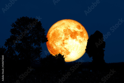 Super Corn blood moon and silhouette tree in field and the night sky