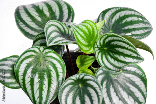 Peperomia watermelon indoor plant on white background