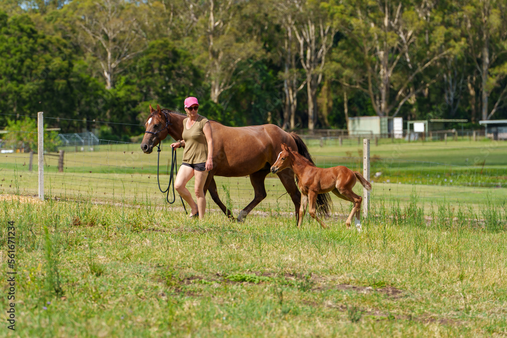 Woman leads Quarter Horse mare with young foal in the paddock 