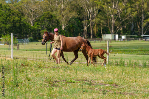 Woman leads Quarter Horse mare with young foal in the paddock 