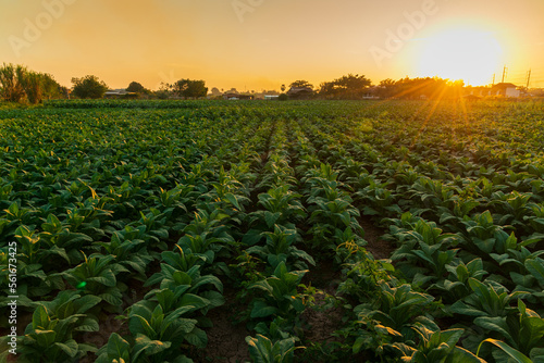 Landscape view of Tobacco fields at sunset in countryside of Thailand