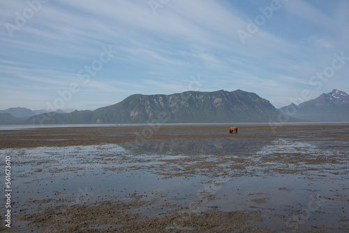 bear in alaskan landscape 