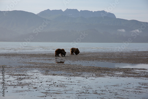 Bears in alaska at wrangell st elias photo