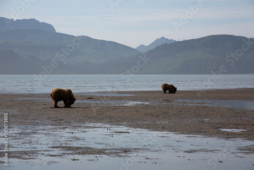 Bears in alaska at wrangell st elias photo