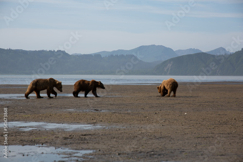 Bears in alaska at wrangell st elias