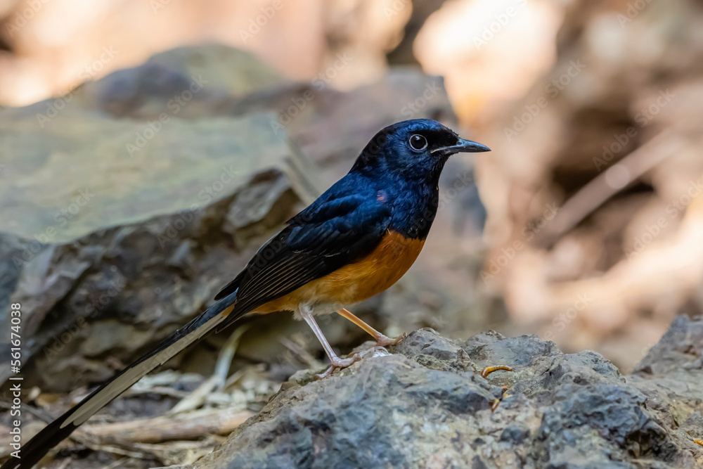 White-rumped Shama on a ground White-rumped Shama on a ground