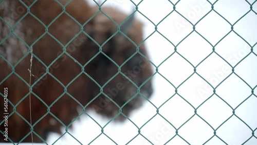 European Bison behind a fence, endangered species in captivity for introduction into the wild. Animal at winter in Bialowieza National park in Poland. photo