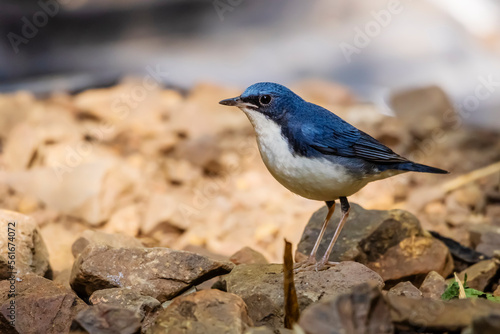 Siberian blue robin on a ground