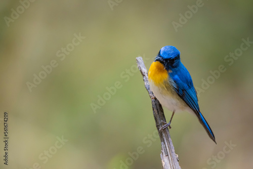 Tickell's Blue Flycatcher on a branch