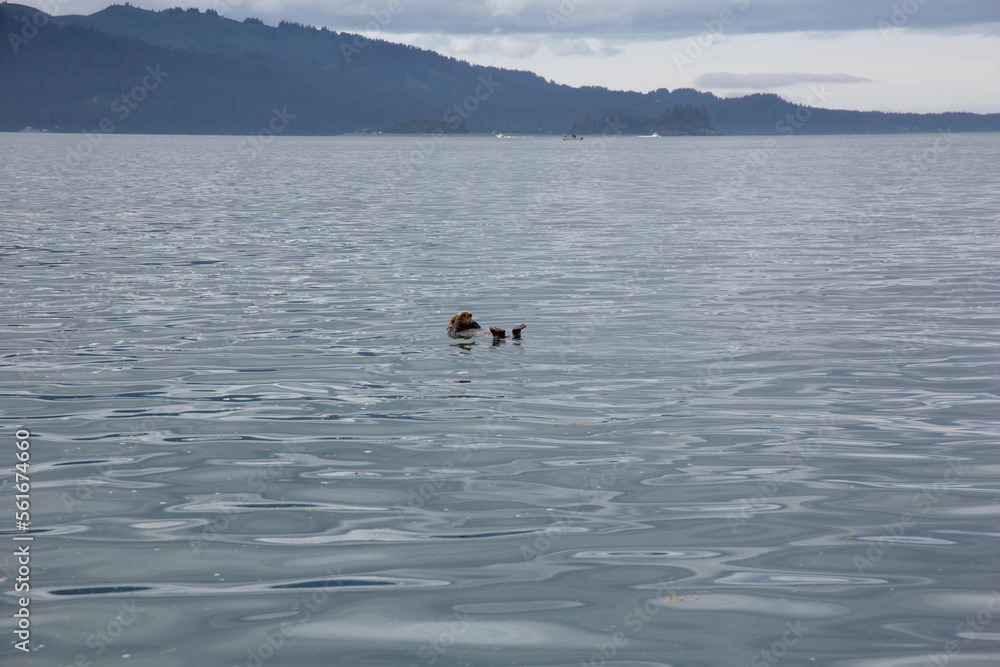 Otter in water in alaska 