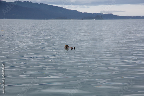 Otter in water in alaska 