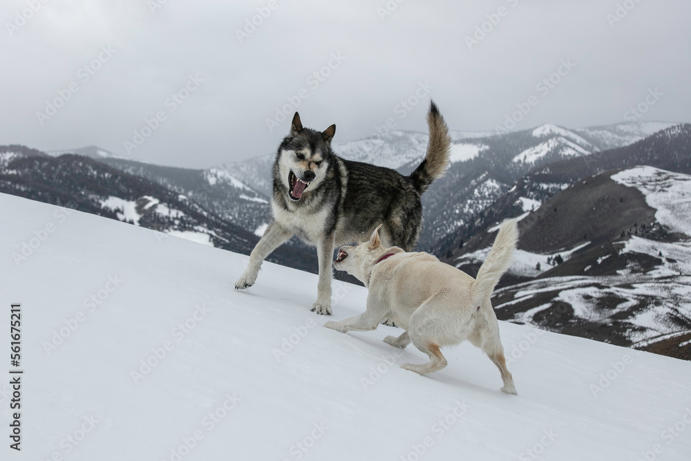 Naklejka premium Two Dogs Playing in the Snow