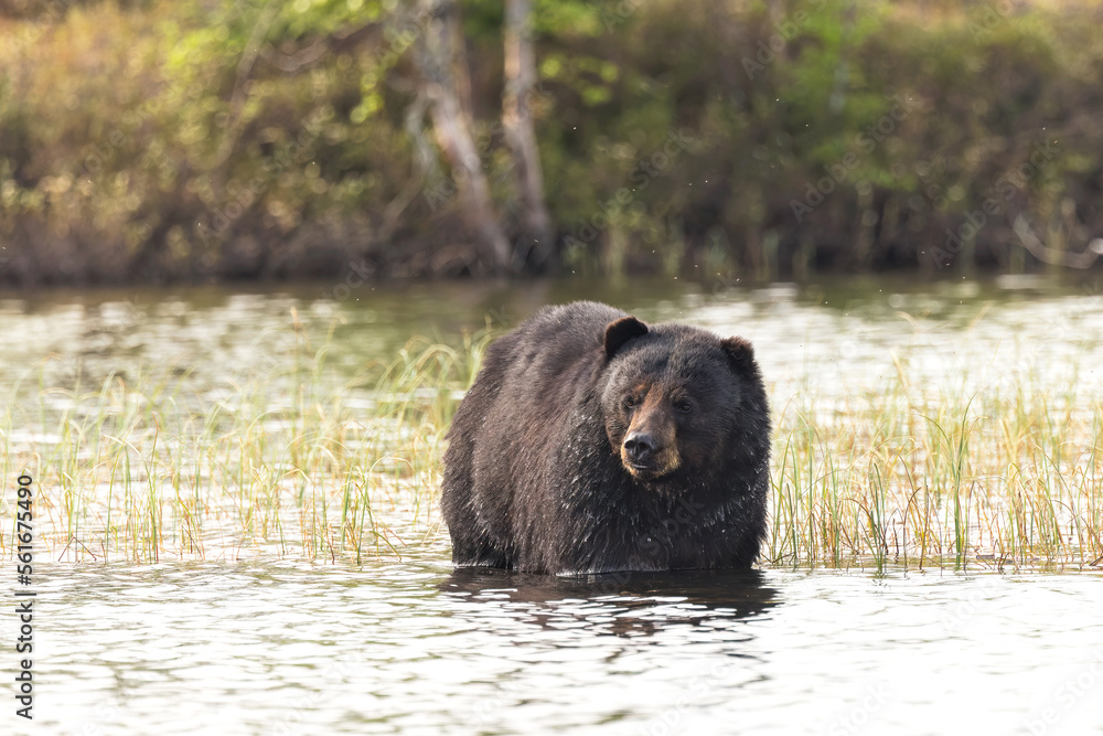A black bear cools off in a Saskatchewan, Canada lake. A black bear cools off in a Saskatchewan, Canada lake.