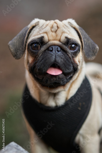 Cute little dog posing outdoors