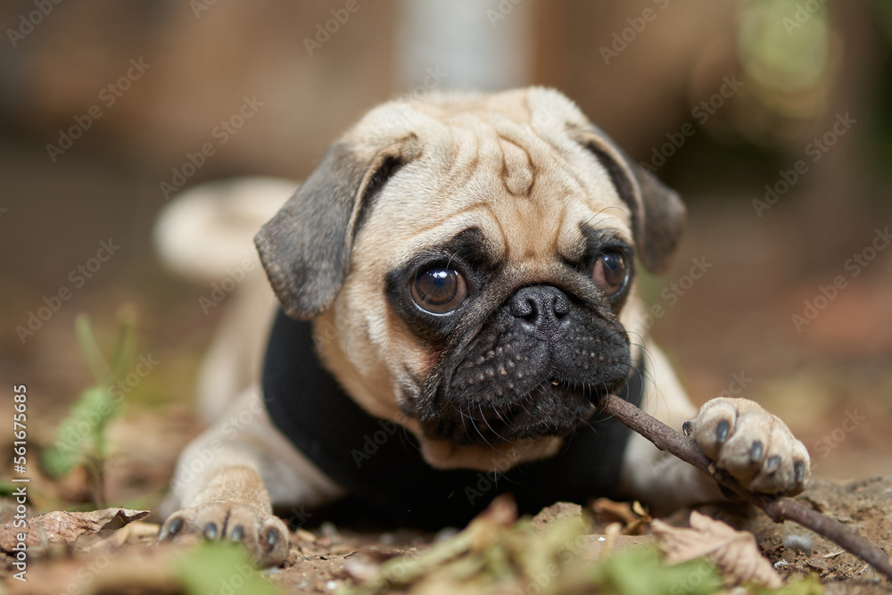 Cute little dog playing with a stick of wood in the wilds