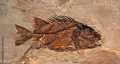 close up on fish fossil