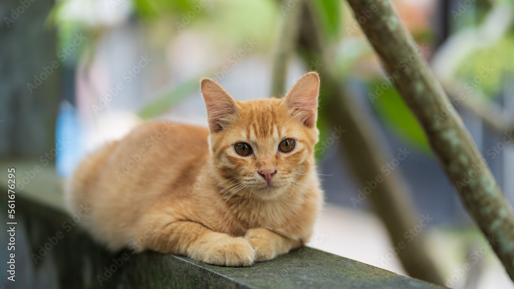 Fototapeta premium a brown cat resting on the wall