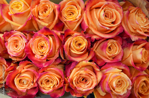 fresh colorful roses in a bouquet as background