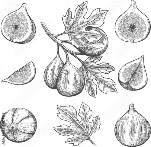 Vintage fig ink pen sketch