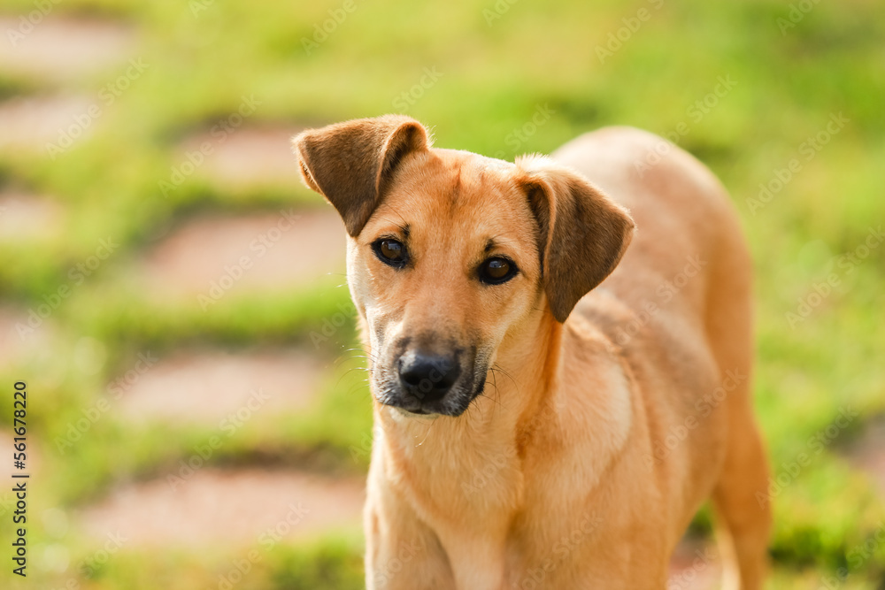 Golden fur dog. Mixed breed dog