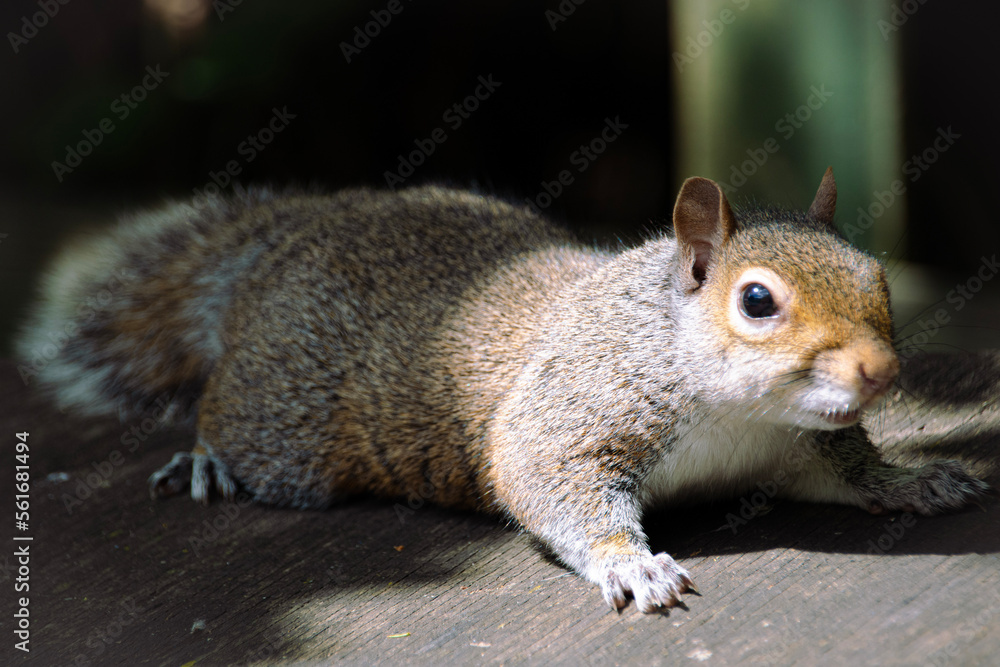 Fototapeta premium squirrel eating nut