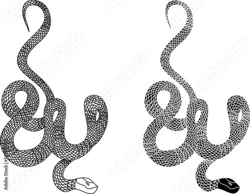 red snake vector.Lampropeltis triangulum vector.Sticker and hand drawn snake for tattoo.Red snake Reptile on white background.