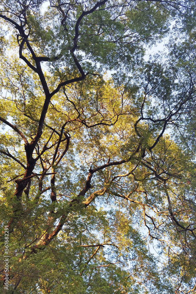 Fototapeta premium Landscape the big tree with nature background