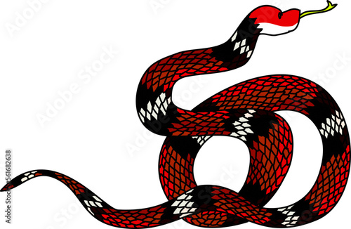 red snake vector.Lampropeltis triangulum vector.Sticker and hand drawn snake for tattoo.Red snake Reptile on white background.