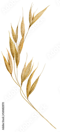 Watercolor spikelets of wheat, rye, barley, grains on a white background. High quality illustration
