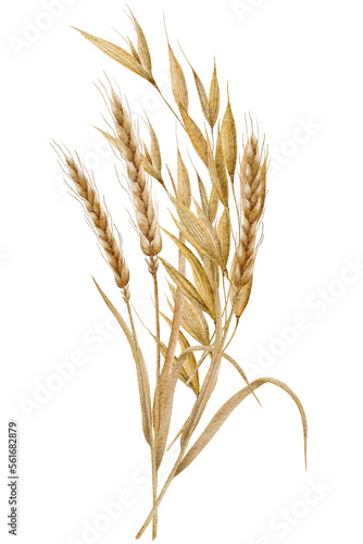 Tableau sur toile Watercolor spikelets of wheat, rye, barley, grains on a white background