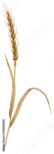 Watercolor spikelets of wheat, rye, barley, grains on a white background. High quality illustration