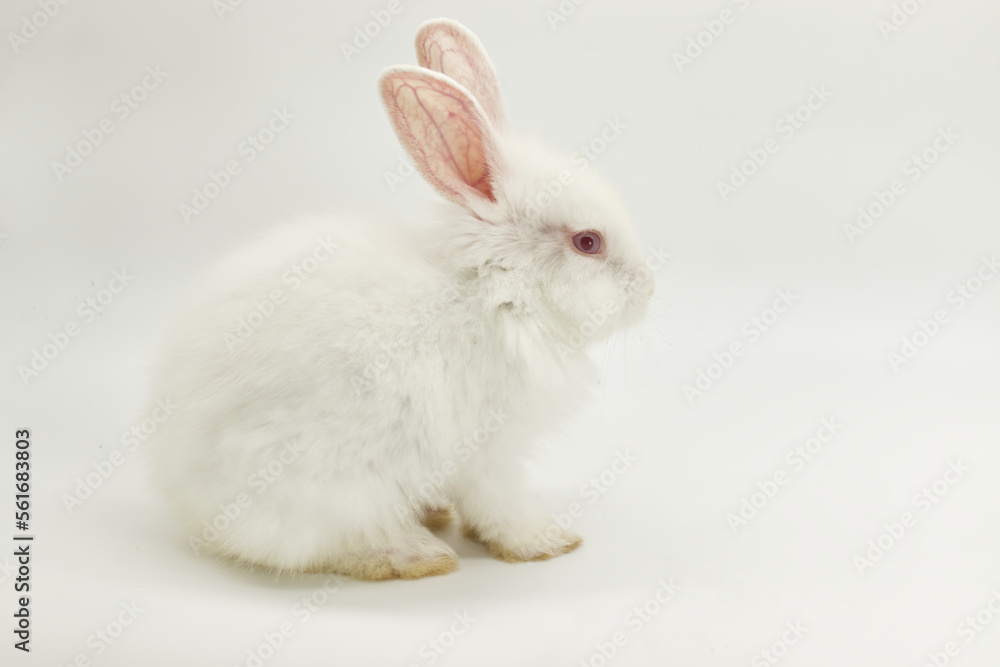 white baby rabbit on white background white baby rabbit on white background