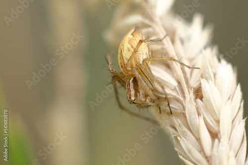 Lynx Spider (Oxyopes mundulus)