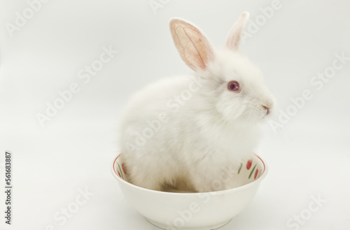 white baby rabbit sitting in white cup on white background